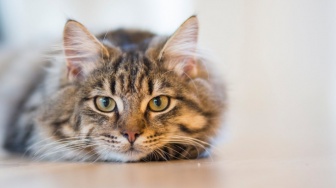 Wet Food Lokal Buat Anabul Makin Dilirik, Cek 3 Hal Ini Sebelum Membeli