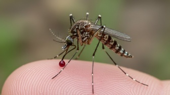 7 Pewangi Alami Ampuh Usir Nyamuk di Rumah