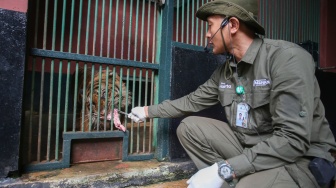 Seorang keeper memberi makan Harimau Sumatra (Panthera tigris sumatrae) di Taman Margasatwa Ragunan, Jakarta, Kamis (20/11/2025). [ANTARA FOTO/Muhammad Iqbal/nz]