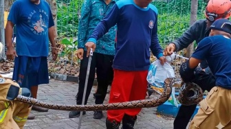 Geger 7 Ekor Ular Piton Muncul di Tempat Sampah Sekolah Surabaya, Waspada Musim Hujan!