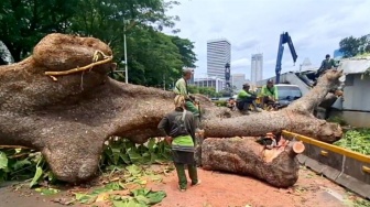 Pohon 'Raksasa' Tumbang di Sisingamangaraja Ganggu Operasional, MRT Jakarta: Mohon Tetap Tenang