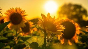 Filosofi Menanam Bunga Matahari untuk Tumbuh di Tengah Quarter Life Crisis