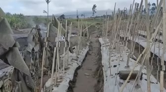 Awan Panas Gunung Semeru Rusak Puluhan Hektare Lahan Pertanian Sumberwuluh, Begini Kondisinya