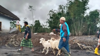 Ratusan Hewan Ternak Warga Mati Disapu Awan Panas Gunung Semeru, Dampak Erupsi Makin Meluas
