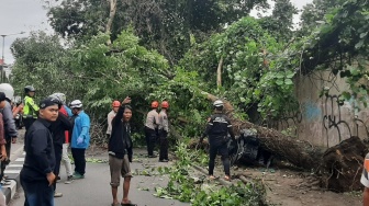 Tragis! Angin Kencang Tumbangkan Pohon di Monjali Sleman, Dua Orang Tewas