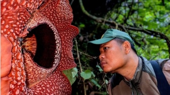 13 Tahun Pencarian, Peneliti Menangis Tersedu-sedu Menemukan Bunga Rafflesia Mekar di Hutan Sumatra
