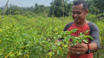 Menanam Cabai untuk Menjaga Hutan: Kisah Masyarakat Langgam Melawan Laju Ekspansi Sawit