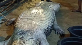 Perut Buaya Mati Isinya Plastik hingga Tabung TV, Bangkai Dibawa ke Jakarta