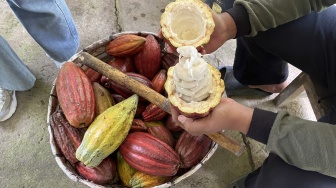 Pengusaha Kakao Lokal Minta Insentif ke Pemerintah, Suku Bunga Bisa Tembus 12%