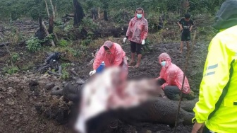 Anak Gajah Ditemukan Mati Diduga Akibat Racun di Bener Meriah