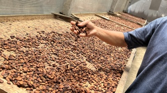 Kakao Indonesia di Mata Dunia: Dihantam Black Campaign, Dianggap Mematikan Orang Utan