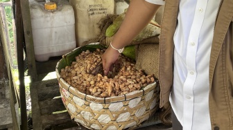 Gaji Petani Kakao Indonesia Bisa Tembus Rp 10 Juta per Bulan, Ini Rahasianya