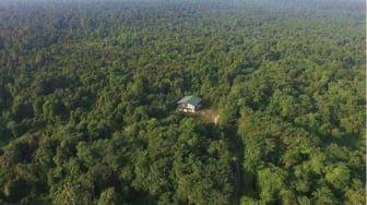 Berapa Biaya Masuk Taman Nasional Tesso Nilo? Rumah Gajah Sumatera yang Digusur Kebun Sawit