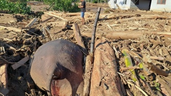 Gajah Sumatera Mati Diterjang Banjir Bandang di Aceh, Bangkainya Tertimbun Kayu dan Lumpur!