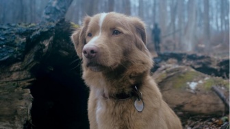 Indy Masuk Nominasi Akting, Jadi Anjing Pertama yang Raih Pengakuan Ini