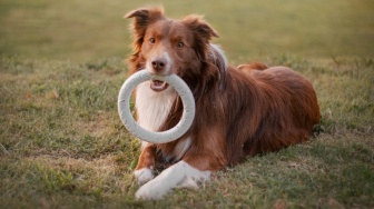 Studi Ungkap Anjing Bisa Hafal Ratusan Nama Benda Berkat Rasa Ingin Tahu