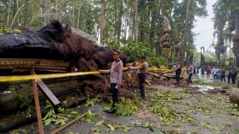 Pemandu Wisata Tewas Tertimpa Pohon Tumbang di Sangeh