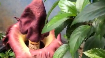 Bunga Bangkai Tumbuh Subur di Halaman Rumah Warga Kalbar