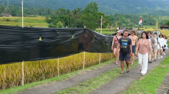 Sejumlah wisatawan berjalan di dekat plastik mulsa yang dipasang di area persawahan saat aksi protes di Desa Wisata Jatiluwih, Tabanan, Bali, Jumat (5/12/2025). [ANTARA FOTO/Nyoman Hendra Wibowo/bar]
