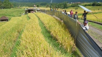 Warga Desa Jatiluwih Bali Gelar Aksi Protes dengan Tutupi Sawah