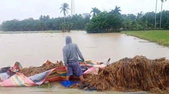 11.010 Hektare Sawah di Aceh Timur Terendam Banjir, Kerugian Rp 88 Miliar