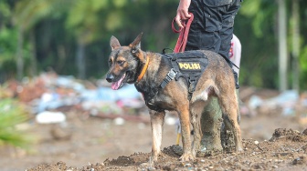 Pawang Unit K-9 Polri menggunakan anjing pelacak untuk mencari korban banjir bandang di Nagari Salareh Aia Timur, Palembayan, Agam, Sumatera Barat, Senin (8/12/2025). [ANTARA FOTO/Wahdi Septiawan/nz]