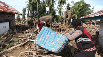 Gajah Sumatera (Elephas maximus sumatranus) jinak yang ditunggangi mahout bersama petugas Balai Konservasi Sumber Daya Alam (BKSDA) Aceh dan personel Polri membersihkan puing kayu yang menutupi jalan dan permukiman warga akibat bencana alam di Desa Meunasah Bie, Pidie Jaya, Aceh, Senin (8/12/2025). [ANTARA FOTO/Irwansyah Putra/nz]
