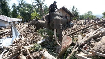 Gajah Sumatera (Elephas maximus sumatranus) jinak yang ditunggangi mahout membersihkan puing kayu yang menutupi jalan dan permukiman warga akibat bencana alam di Desa Meunasah Bie, Pidie Jaya, Aceh, Senin (8/12/2025). [ANTARA FOTO/Irwansyah Putra/nz] 

