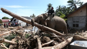 Gajah Sumatera (Elephas maximus sumatranus) jinak yang ditunggangi mahout bersama petugas Balai Konservasi Sumber Daya Alam (BKSDA) Aceh dan personel Polri membersihkan puing kayu yang menutupi jalan dan permukiman warga akibat bencana alam di Desa Meunasah Bie, Pidie Jaya, Aceh, Senin (8/12/2025). [ANTARA FOTO/Irwansyah Putra/nz]