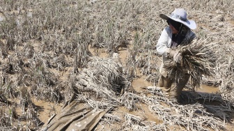 Petani menyelamatkan padi pascapanen yang terendam banjir bandang di Pidie Jaya, Aceh, Senin (8/12/2025). [ANTARA FOTO/Irwansyah Putra/nz]