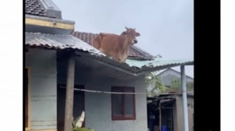 CEK FAKTA: Viral Sapi di Atap Rumah Warga Terendam Banjir, Benarkah?