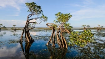 Akar Melawan Ombak: Perjuangan Komunitas Mangrove Menyelamatkan Pesisir