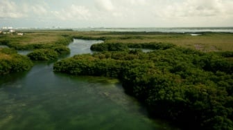 Rehabilitasi Mangrove Nasional: Menyelamatkan Garis Pesisir Indonesia