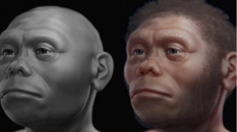 Perubahan Iklim dan Letusan Gunung Jadi Penyebab Punahnya Hobbit Flores