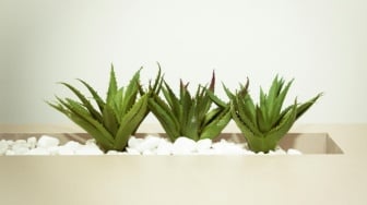 8 Manfaat Aloe Vera untuk Kesehatan Tubuh dan Kecantikan yang Jarang Diketahui