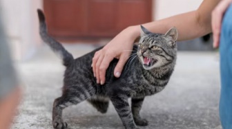 5 Tips Ampuh Mengusir Kucing Liar dan Gak Balik Lagi, Jangan Disakiti!