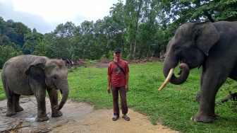 Cerita Mahout Menjaga Gajah Sumatera yang Habibatnya Kini Tergusur