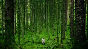 Reforestasi Bukan Sekadar Menanam Pohon, Ini Upaya Memulihkan Ekosistem