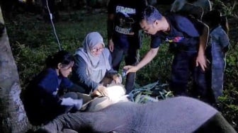 Anak Gajah Bernama Laila Mati di PLG Sebanga, Terungkap Penyebabnya