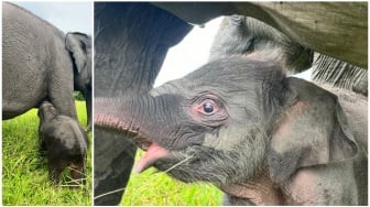 Haru dari Hutan Sumsel: Bayi Gajah Betina Lahir Sehat, Mama Ronika Setia Mendampingi