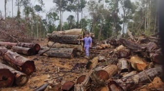 Kemenhut Bongkar Dugaan Pencucian Kayu Ilegal di Sumut, Penyidikan Menyeret Sejumlah Pemilik PHAT