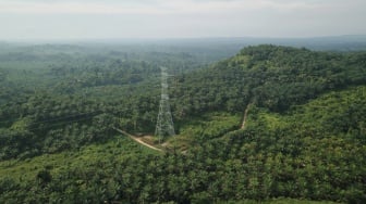 Kelapa Sawit: Sama-sama Pohon, tapi Tak Bisa Gantikan Fungsi Hutan