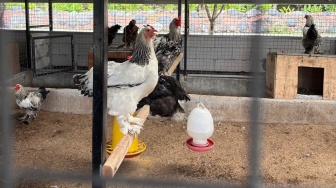 Kelola Sendiri Sampah MBG, SPPG Mutiara Keraton Solo di Bogor Klaim Untung hingga 1.000 Persen