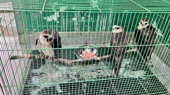 16 Elang Dilindungi Diperdagangkan, Ahli Ungkap Dampak yang Mengancam Alam