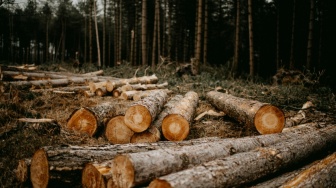 Deforestasi atas Nama Pembangunan: Haruskah Hutan Terus jadi Korban?