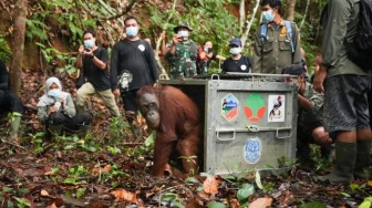 3 Orang Utan Kalimantan Dilepasliarkan di TNBBBR