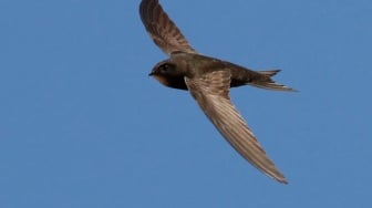 Fakta Unik Burung Walet Kelapa: Otot Sayap Tangguh bak Kawat, Mampu Terbang Nonstop Hingga 10 Bulan