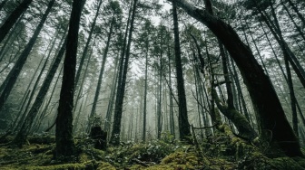 Satu Miliar Pohon Ditanam, Mengapa Bencana dan Emisi Masih Terjadi?