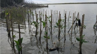 Dari Lumpur Pantai Baros: Mengubah Aksi Tanam Mangrove Jadi Seni dan Refleksi Diri