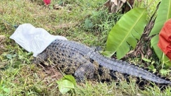 Buaya Raksasa Tiba-Tiba Muncul di Tengah Sawah Bekasi, Evakuasi Dramatis Dua Jam!